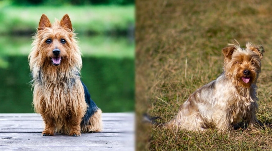 Yorkie Key Silky Terrier vs Yorkie: Key Differences Explained