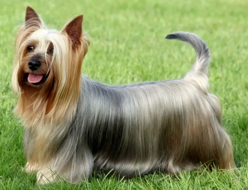 Yorkie Key Silky Terrier vs Yorkie: Key Differences Explained