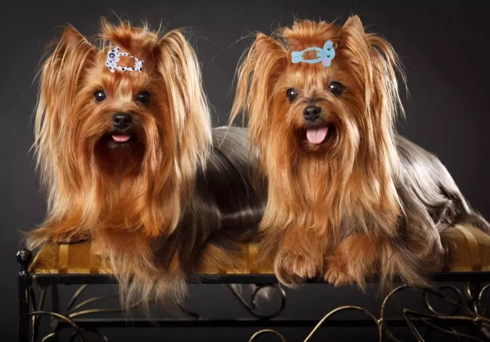 Yorkie Key Silky Terrier vs Yorkie: Key Differences Explained