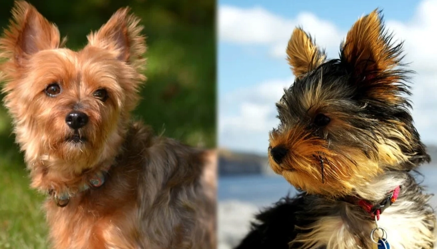 Yorkie Key Silky Terrier vs Yorkie: Key Differences Explained