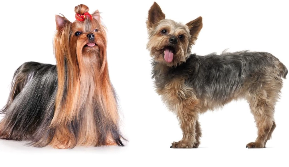 Yorkie Key Silky Terrier vs Yorkie: Key Differences Explained