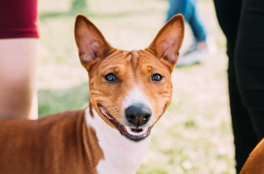 Are Basenjis Good House Dogs? A Realistic Owner's Guide